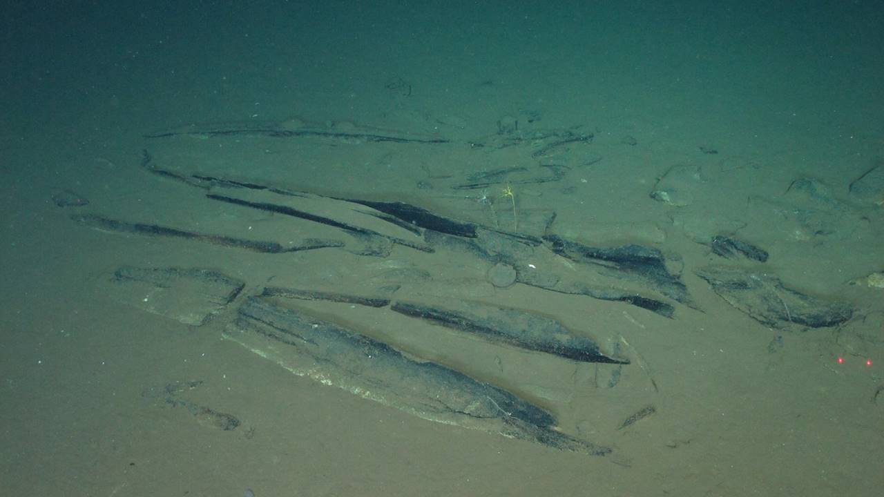 O descoperire remarcabilă: un cimitir de balene de 5 milioane de ani în Oceanul Indian