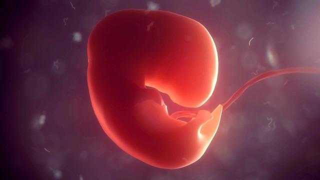 Primul model de embrion uman dezvoltă organe în laborator