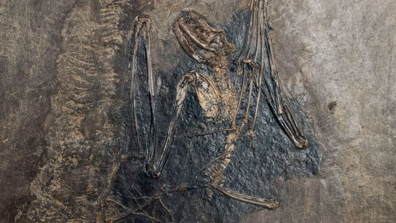 Yaraselor le-a fost descoperită originea: 65 milioane de ani în urmă
